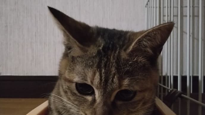 覚醒するベテラン…。
