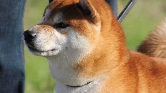 純犬の福龍号 入舎 文部科学大臣賞 受賞 2019