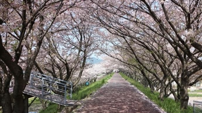 夢前川の桜のトンネル歩いてきました*^^*