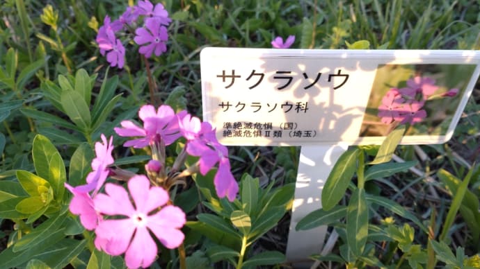 さくら草祭り1週間前ですがフライングして見てきました