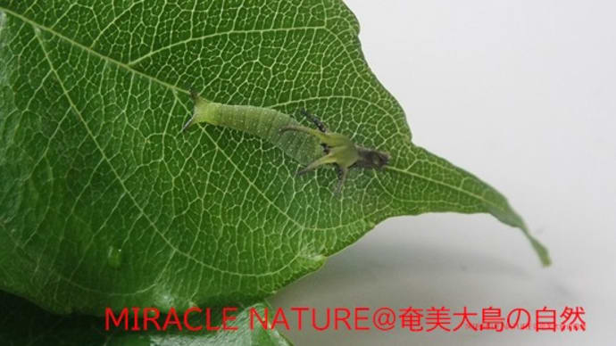 フタオチョウの幼虫2齢に脱皮したばかりの行動