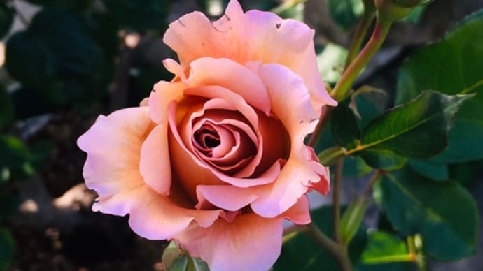 バラと庭の様子🌼