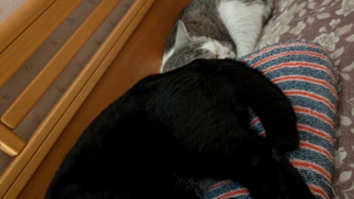 黒猫、枕を占拠中!
