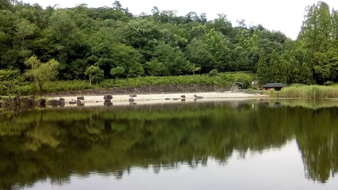 めだか池:反対側から観る