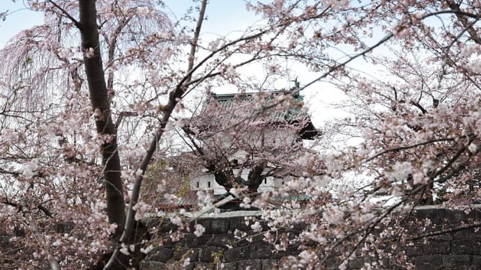 弘前公園(弘前城)の桜 その5