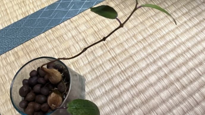 一生懸命練習中。