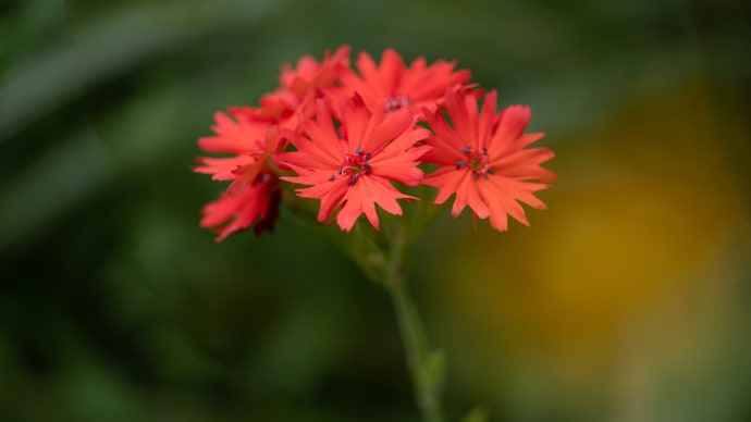 仙翁花