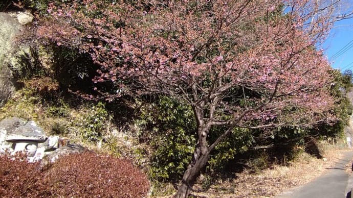 河津桜が咲いていました〜一番桜