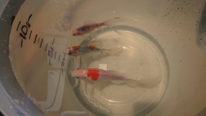 外金魚の水かえしました