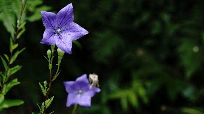 五月晴れの公園で咲く花たち・・・睡蓮・蓮・ゆり・紫陽花・桔梗他