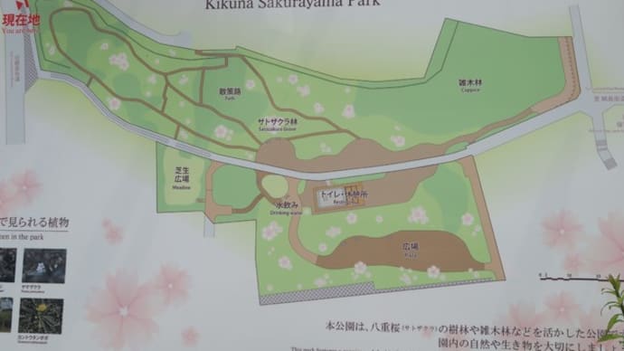 八重桜が満開(菊名桜山公園)