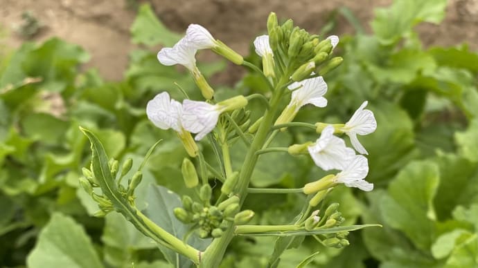 大根の花
