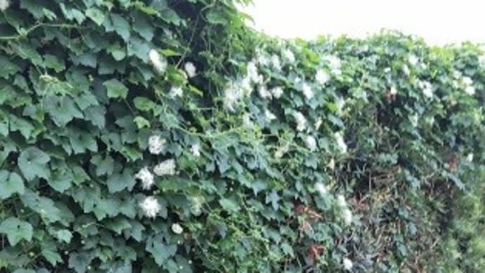 烏瓜の花