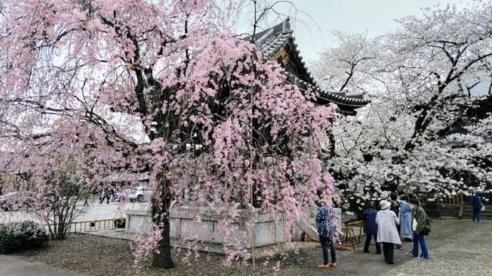 諏訪山吉祥寺の桜（その3）