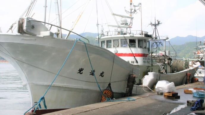 秋の舞鶴港　底引き網漁（手繰り）お魚レポート（９月）