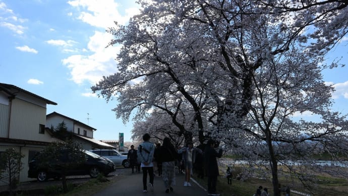 ソメイヨシノ 宮城県柴田郡柴田町(24)桜絶景ポイントゾーン