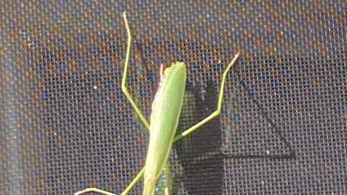 温かい日差し