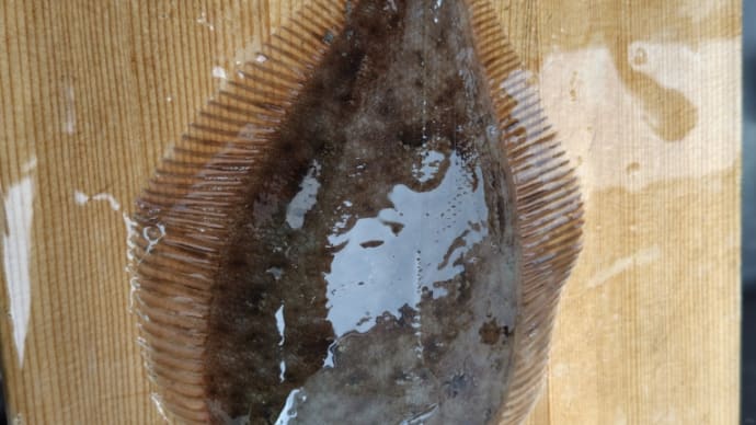 今年初めてのカレイ釣り