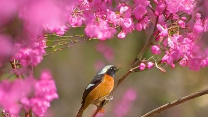 ジョウビタキ 梅の花 生成画像