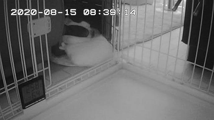 なんでこんなに元気なのか、逆に怖い。