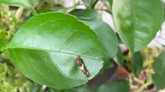 【成長日記】ベランダに蝶の幼虫🐛