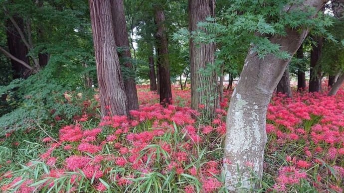 千姫の菩提寺弘経寺の彼岸花