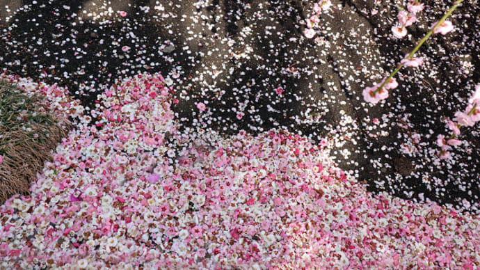 鈴鹿の森庭園 しだれ梅・花筵