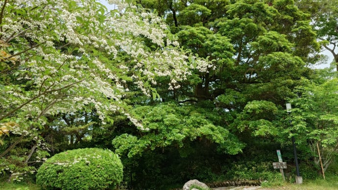 上野公園で樹木観察いろいろ
