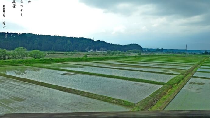 早苗田