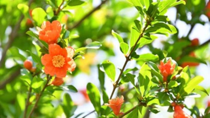 石榴の花