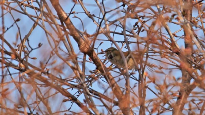 シダレザクラ・・春の花