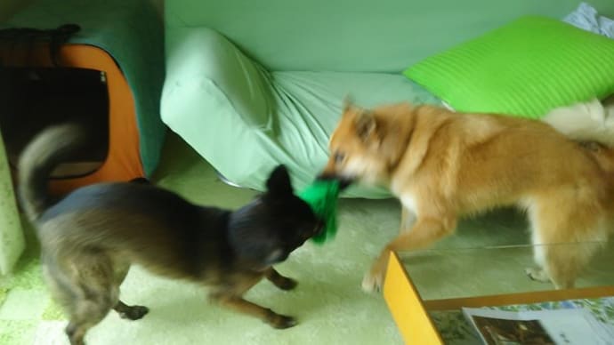 それでいい?! 犬のトイレの しつけ方…