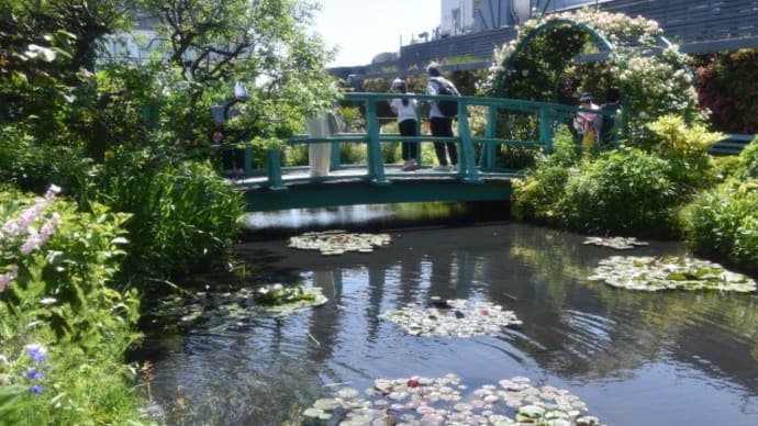 西武デパート屋上モネの池　　青い橋とアーチに咲くバラ　　9　