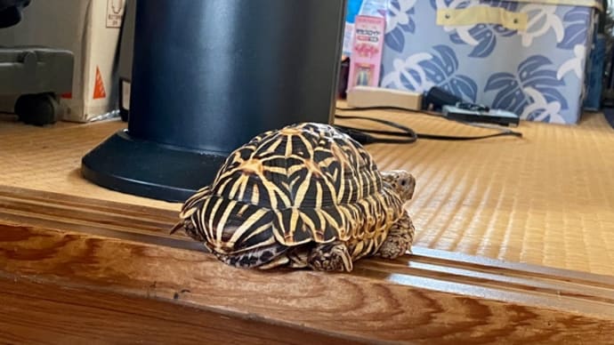 ☆ホシガメ☆お尻が浮いてまーす(*^^*ゞ