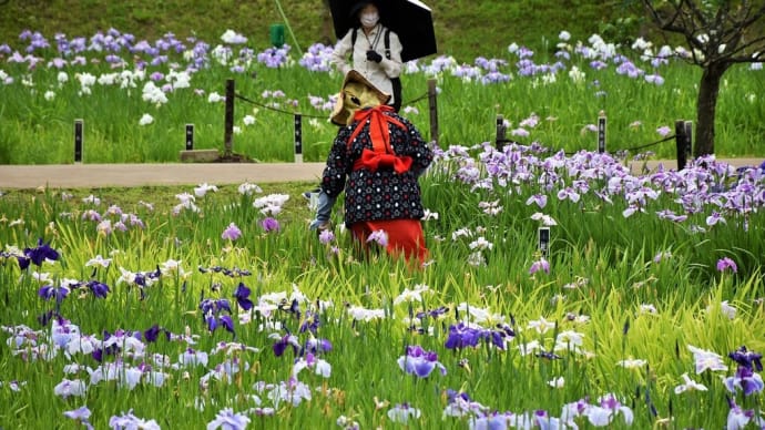 しょうぶ・あじさい狩り　神奈川県横須賀市阿部倉　横須賀しょうぶ園：衣笠しょうぶまつり（3）木橋から花しょうぶ