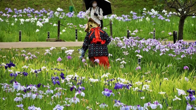 しょうぶ・あじさい狩り 神奈川県横須賀市阿部倉 横須賀しょうぶ園:衣笠しょうぶまつり(3)木橋から花しょうぶ