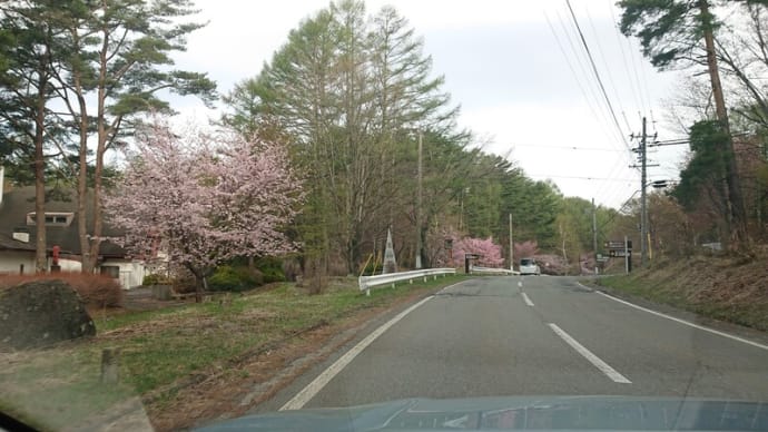 #098 -’22. 鉢巻道路のさくら