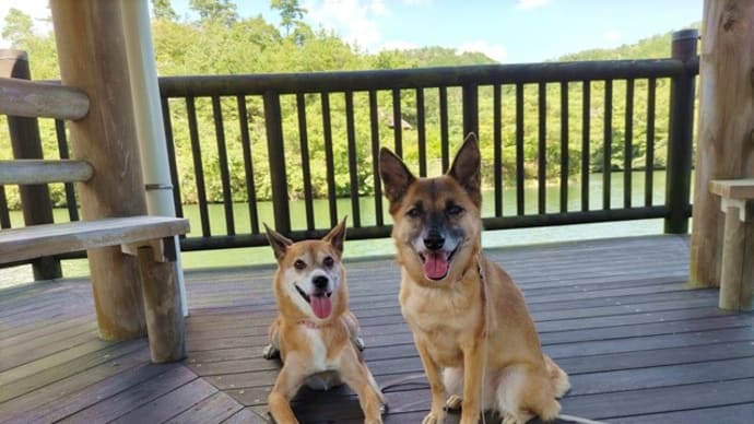 続・まだまだ暑い、犬のお散歩事情。