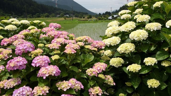 猪篠あじさいの里が7~8分咲き。(神河町) 2023.06.14