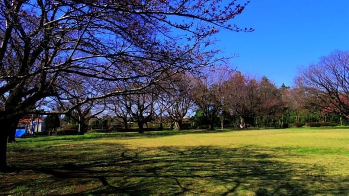 座間「芹沢公園」でも桜の開花始まる!!