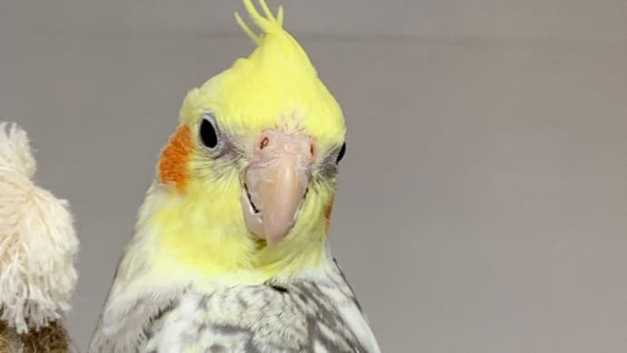 販売❣️オカメインコ、シナモンパールパイド