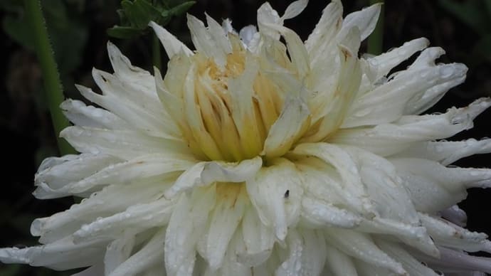 雨の日のダリア 他