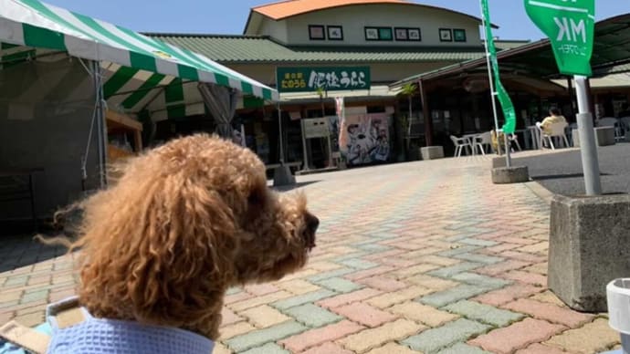 ルイちゃんの別邸わんこ日和滞在記