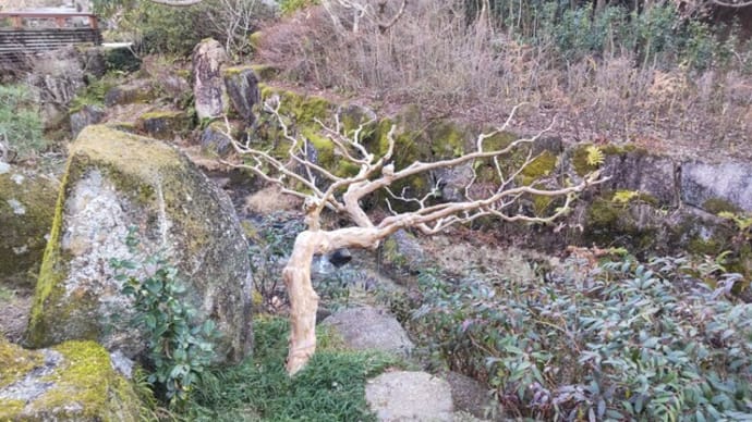 サルスベリ：上に伸びていた枝はすべてカット