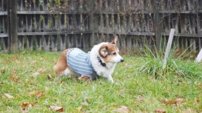 犬達と北海道2022*最終章~その8「思いっきり楽しもう!」