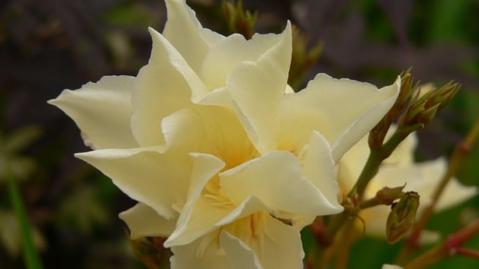 夏の花:夾竹桃