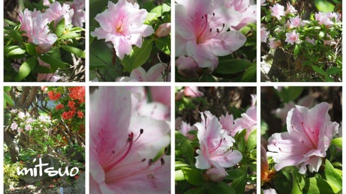 「久留米躑躅常春の花が咲きました」 MY GARDEN 2023.05.26日撮影