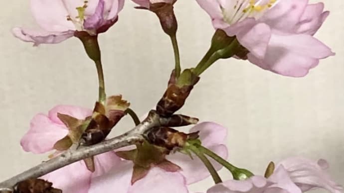 啓翁桜 (けいおうざくら)