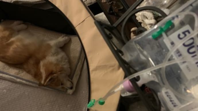 今日も自宅皮下補液