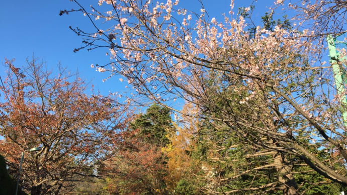 人生の桜 咲く時期はみんな違う 横浜山手の丘